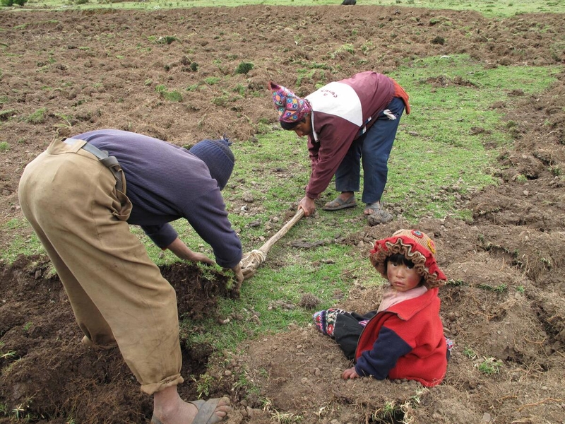 International Day of Potato FAO International Day of Potato FAO